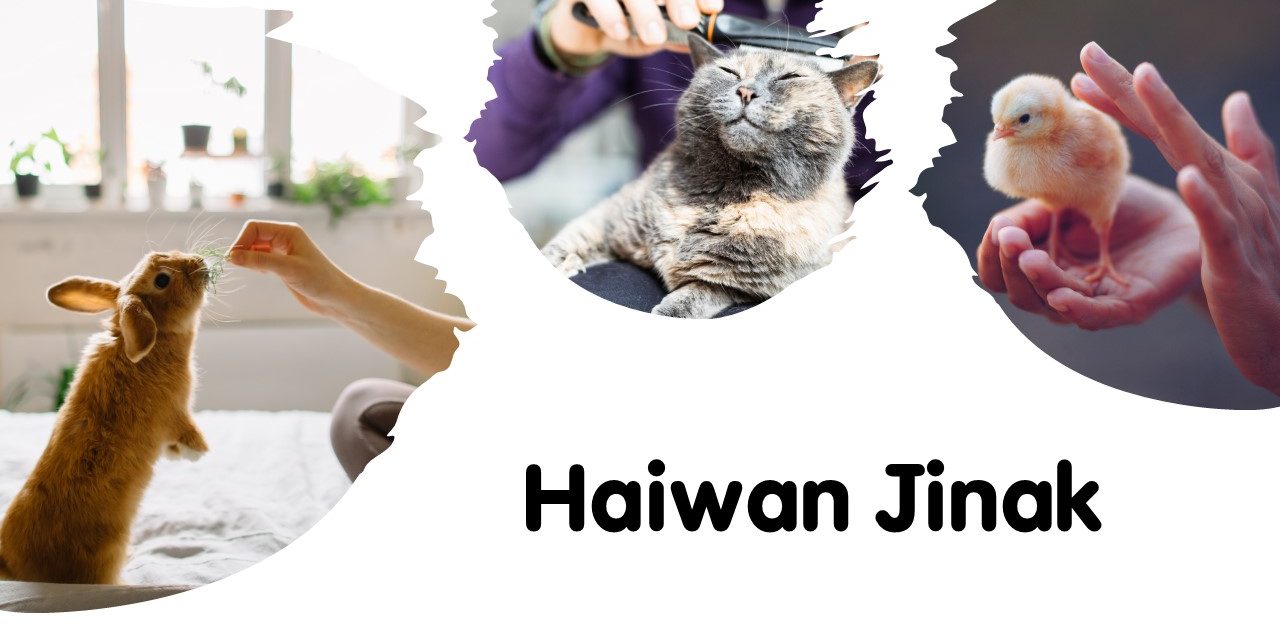 Haiwan Jinak