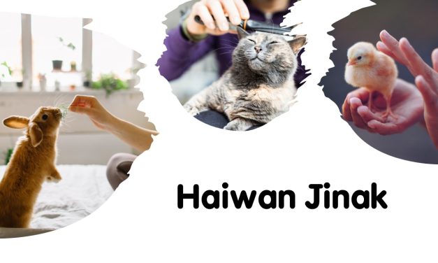 Haiwan Jinak
